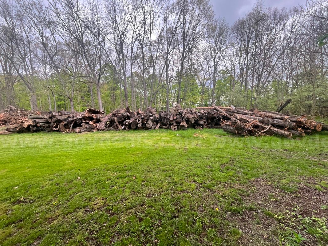 Lot of Approximate (150) Various Sized Logs
